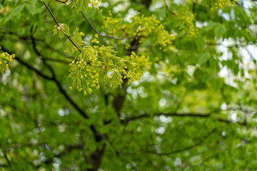 green leaves in spring