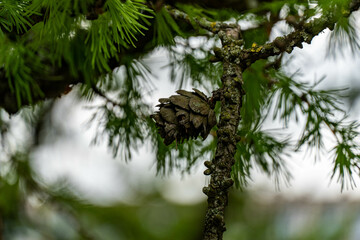 tree in the forest