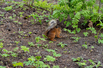 squirrel in the forest