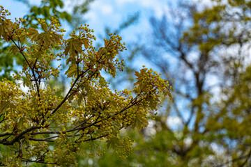 branches against blue sky