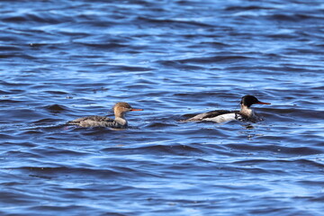 Mergus serrator. Wild ducks in spring in the Arctic zone of Russia
