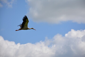 one of the summer days