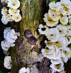 mushrooms on a tree