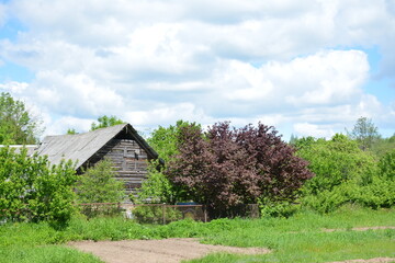 Obraz premium one of the summer days