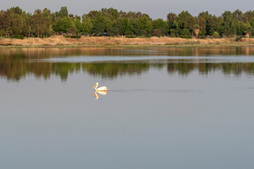 Pelican swimming in Izmir Inciralti urban forest