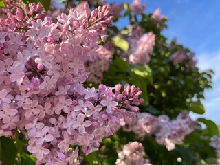 Tender blooming lilac, natural lilac in blossom