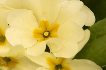 Primula acaulis spring flower of a beautiful yellowish white color with a saffron center and large intense green leaves