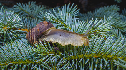 Common snail crawling on the ground