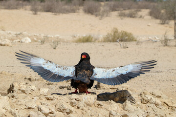 Fototapeta premium Bateleur Eagle sunbathing or anting with outstretched wings, Kgalagadi, South Africa