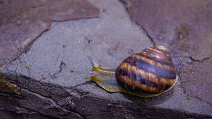 Common snail crawling on the ground