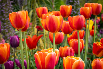 Garden tulips at the Montreal Botanical Garden in Canada