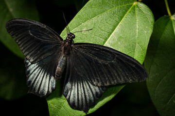 Great Mormon butterfly flying freely in The Great Vivarium of the Insectarium of Montreal