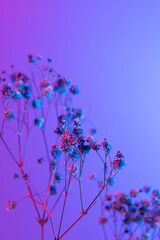 White gypsophila on a gradient background. Floral bouquet of fresh flowers on a blue purple background with colorful neon lights and colored shadows.