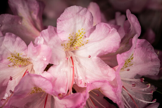Rhododendron flowers at the Montreal Botanical Garden.