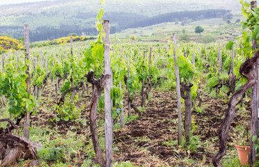 vineyard in Sicily on Etna vulcan. Italian wine grape variety. Sicilia, Etna, Italy. Rows of vines