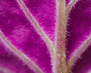 pink violet leaf at the back. macro. a photo - 508999902