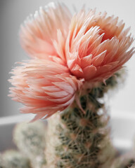  cactus with pink flower. macro. a photo - 508999908