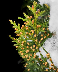 thuja branch with young cones close-up. a photo - 508999917