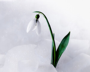 Snowdrop in the snow in early spring. - 508999922