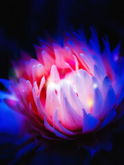 pink cactus flower. macro. a photo - 508999923