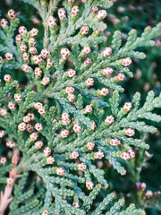 thuja branch with young cones close-up. a photo - 508999924