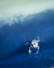 one frog in a pond, river, swamp. photo - 508999932