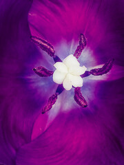 The center of a violet tulip with pistil and stamens. Background. Macro. photo.