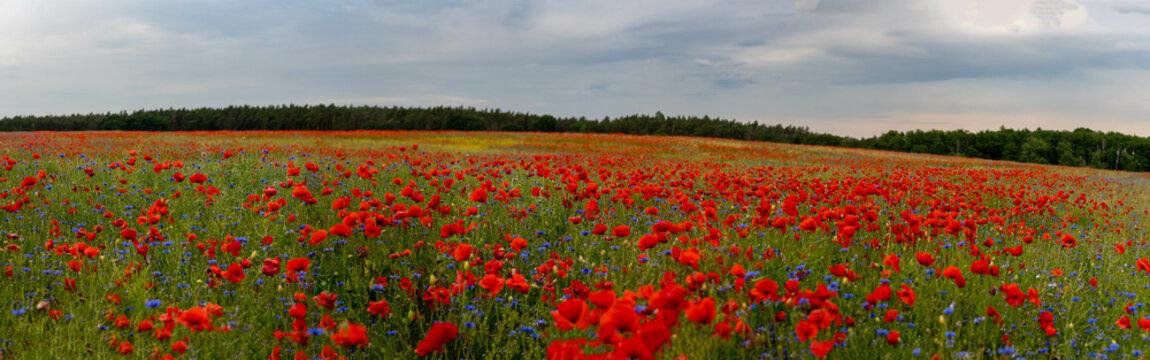 Mohnblumenfeld © Margitta