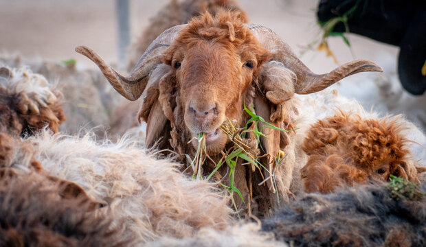 Flock of Goat at a desert farm in Qatar.