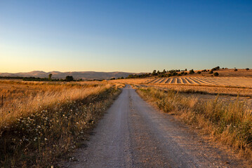 Fototapeta na wymiar Sardegna, strada di campagna tra i campi di grano al tramonto 