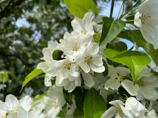 Tender blooming fruit tree, white flowers tree blossom 