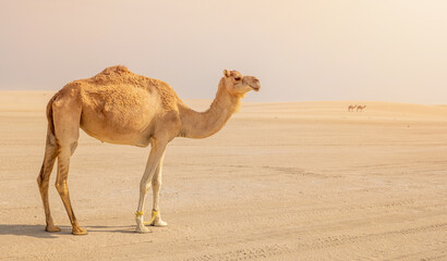 Lonely Camel in the desert. - obrazy, fototapety, plakaty