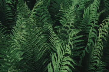 Naklejka na ściany i meble Green fern leaves texture. Natural background of ferns green leaves. Selective focus.