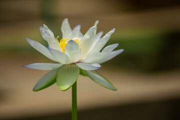 Beautiful White Lotus Flower with Yellow stamen ,Green leaf in pond with copy space for text