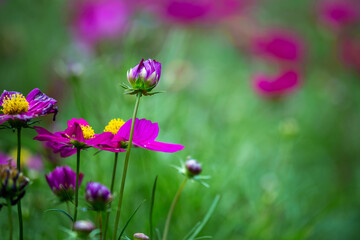 Fototapeta premium Pink and White cosmos flowers in garden ,beautiful flower