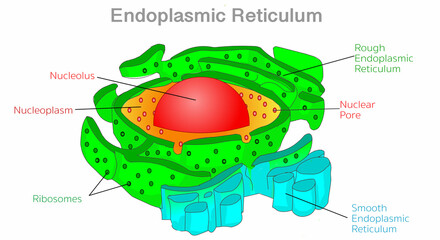 Endoplasmic reticulum, ER diagram. Rough, smooth, SER, RER.  Nucleoplasm, nucleolus, nuclear pore, membranes. Animal human cell anatomy, structure. Explanations, colored draw. Illustration vector - obrazy, fototapety, plakaty