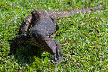 Big Asian water monitor enjoying the sunlight