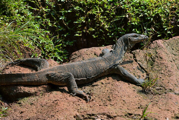 Big Asian water monitor enjoying the sunlight