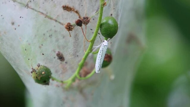 Apple ermine moth sitting on silk web, also called Yponomeuta malinellus or Apfel Gespinstmotte