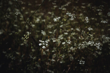 botanical moody floral