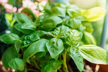 Green basil in flower pot on balcony. home balcony garden