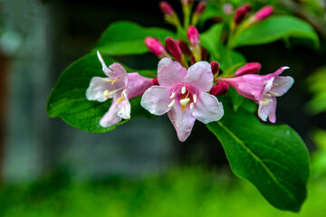 Weigela florida plant with flowers in full bloom in a garden.