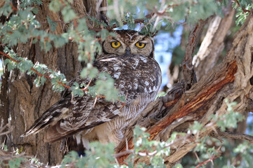 Spotted Eagle Owl, Kgalagadi, South Africa