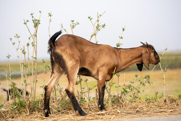 French alpine goat kid

