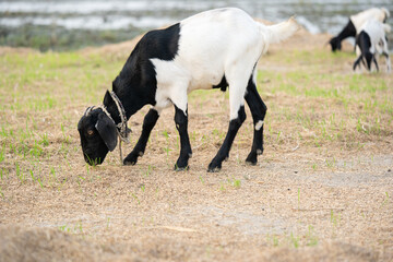 Black and white goat eating grass
