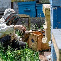 The beekeeper performs work in the apiary. Beekeeping concept. The beekeeper works as a smoker.