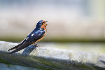 Close-up of a barn swallow, Point Pelee National Park, Ontario, Canada