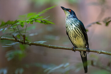 Close-up of a juvenile metallic starling