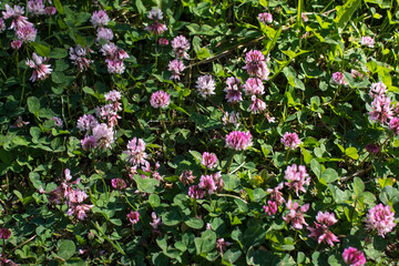 The flowers of clover blooming in a garden.