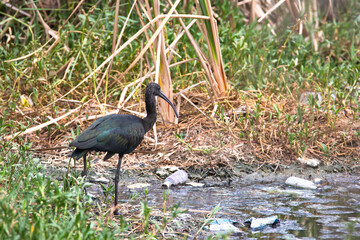 Glossy ibis bird in a marshland 